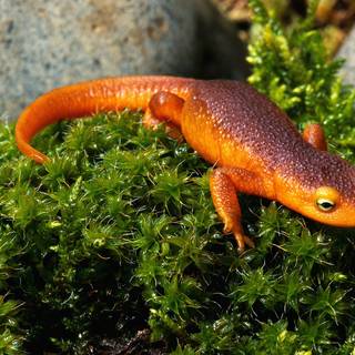 Salamanders wallpaper