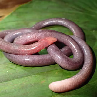 Caecilians wallpaper