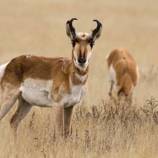 Pronghorn wallpaper