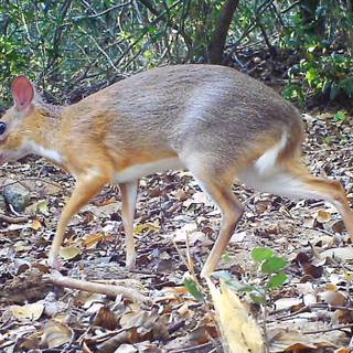 Chevrotains wallpaper