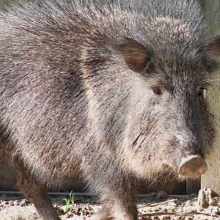 Peccaries wallpaper