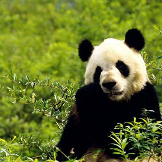 Giant pandas wallpaper