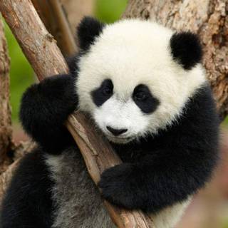 Giant pandas wallpaper