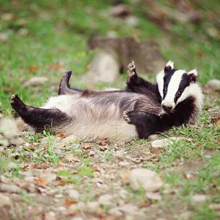 Stink badgers wallpaper