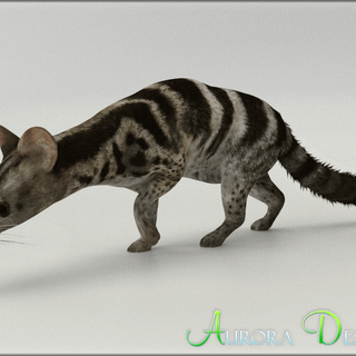 African palm civet wallpaper