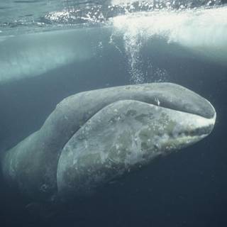 Bowhead whales wallpaper
