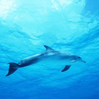 Oceanic dolphins wallpaper