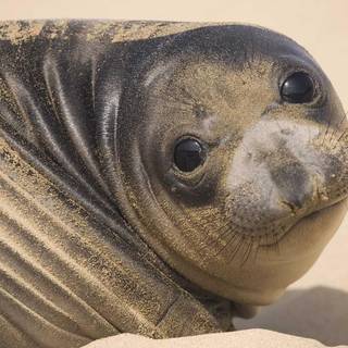 Eared seals wallpaper