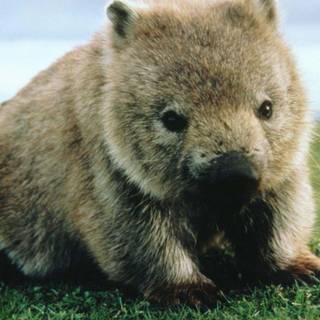 Wombats wallpaper