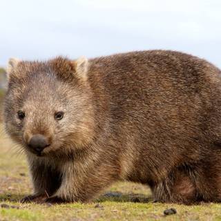 Wombats wallpaper