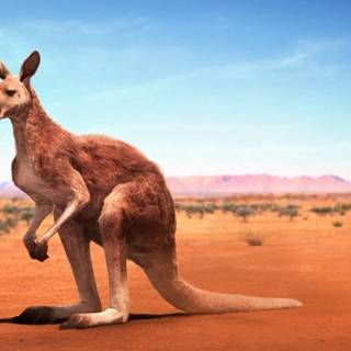 Kangaroo Hd wallpaper