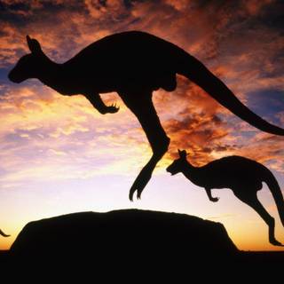 Kangaroo Hd wallpaper