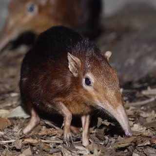 Elephant shrew wallpaper