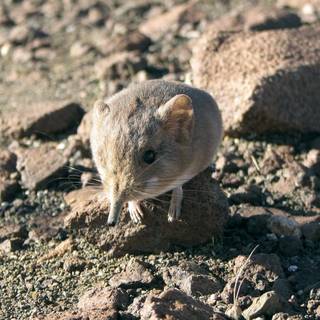 Elephant shrew wallpaper