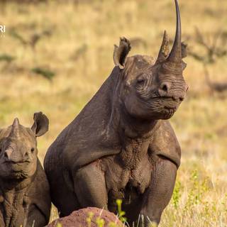 Black rhinoceros wallpaper