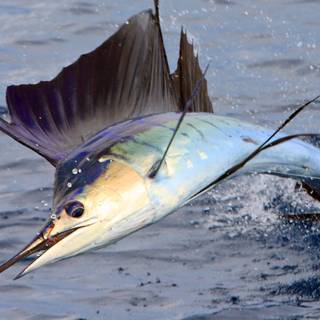 Sword fish wallpaper