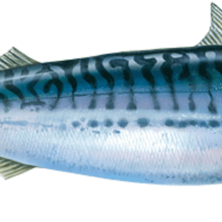 Atlantic mackerel wallpaper