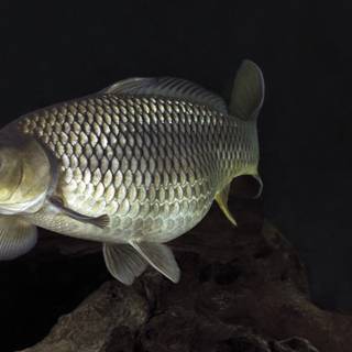 Common carp wallpaper