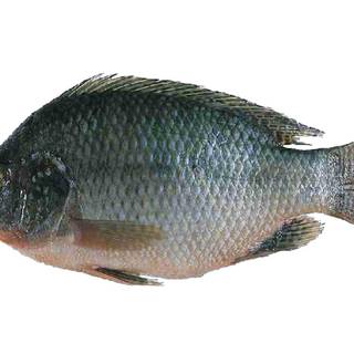 Nile tilapia wallpaper