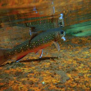 Rainbow trout wallpaper