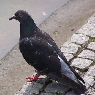 Columbidae wallpaper