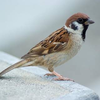 House sparrow wallpaper