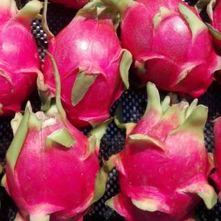 Dragon fruit wallpaper