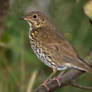Thrushes wallpaper