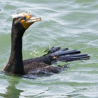 Cormorant wallpaper