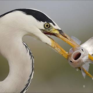 Herons wallpaper
