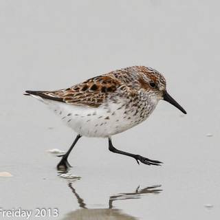 Sandpiper wallpaper