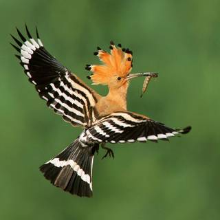 Hoopoes wallpaper