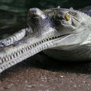 Gharials wallpaper