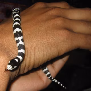 Kingsnakes wallpaper