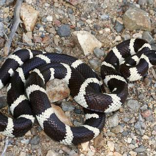 Kingsnakes wallpaper