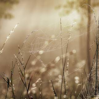 Golden hour Ultra HD wallpaper