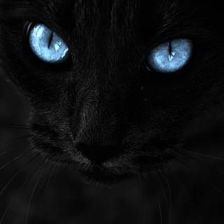 Blue eyes cat wallpaper