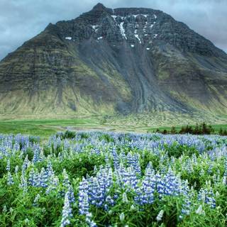 Flower field Ultra HD wallpaper