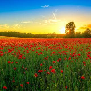 Flower field Ultra HD wallpaper