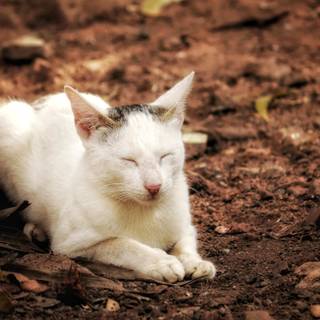 Cat Valentines wallpaper