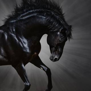 Horse Hd mobile wallpaper