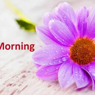 Morning flower wallpaper