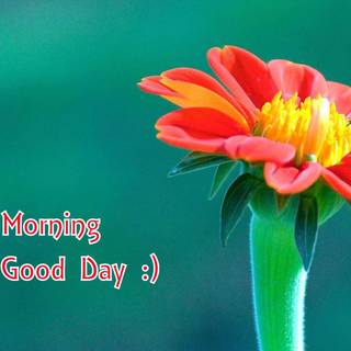 Morning flower wallpaper