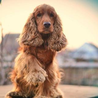 Baby Cocker Spaniels wallpaper