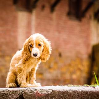 Baby Cocker Spaniels wallpaper