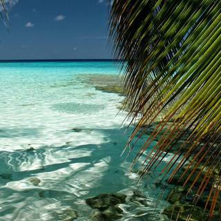 Tropical computer wallpaper