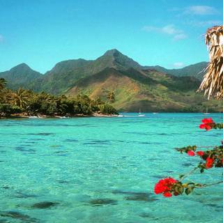 Tropical computer wallpaper