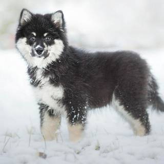 Winter puppies wallpaper
