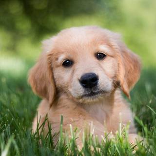 Winter puppies wallpaper