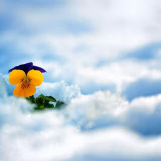 Snowy flower wallpaper